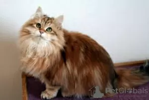 Photo №2 to announcement № 125937 for the sale of siberian cat - buy in United Kingdom 