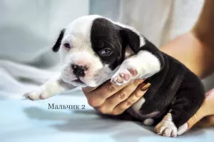 Photo №1. american bully - for sale in the city of Donetsk | 1500$ | Announcement № 6273