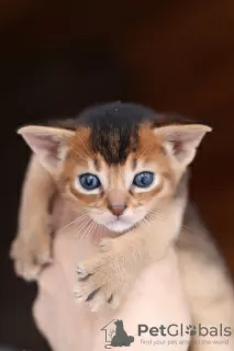 Photo №2 to announcement № 29972 for the sale of abyssinian cat - buy in Belarus private announcement, from nursery, breeder