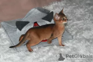 Photo №2 to announcement № 39549 for the sale of abyssinian cat - buy in Belarus private announcement, from nursery