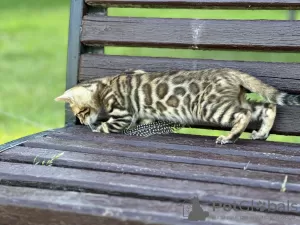 Photo №1. bengal cat - for sale in the city of Мальтиньяно | negotiated | Announcement № 40295