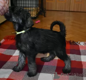 Additional photos: Miniature Schnauzer puppies