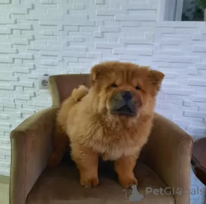 Additional photos: Chow Chow Puppies