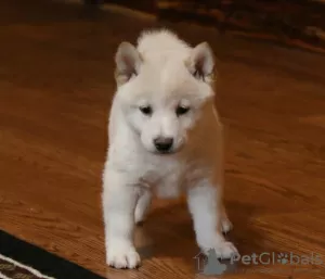 Photo №1. shiba inu - for sale in the city of Dercekliai | 370$ | Announcement № 78524