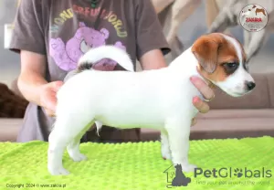 Photo №2 to announcement № 107631 for the sale of jack russell terrier - buy in Poland breeder