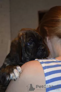 Additional photos: For sale beautiful puppies Cane Corso - boys and girls.