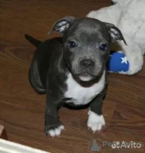 Photo №3. Staffordshire bull terrier, staffy. Russian Federation