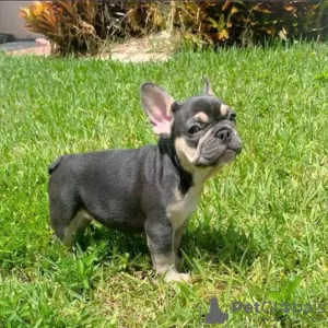 Photo №3. Beautiful Purebred French Bulldog. Germany