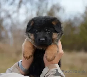 Photo №1. german shepherd - for sale in the city of Lisbon | 845$ | Announcement № 19590