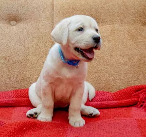 Additional photos: HIGH BREED PUPPIES OF LABRADOR-RETRIVER FROM CHAMPIONS