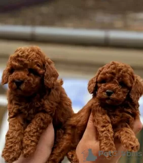 Photo №4. I will sell poodle (toy), poodle (dwarf) in the city of Werbass.  - price - negotiated