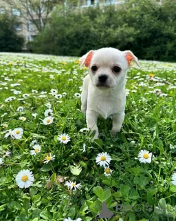 Photo №2 to announcement № 129021 for the sale of chihuahua - buy in Czech Republic 