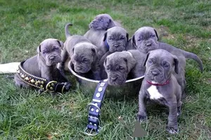 Photo №2 to announcement № 126467 for the sale of neapolitan mastiff - buy in Germany private announcement