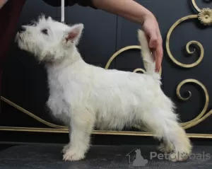 Additional photos: west highland white terrier puppy from Interchampion