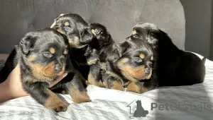 Photo №3. Kennel Club Registered beautiful Rottweiler Puppies. United Kingdom