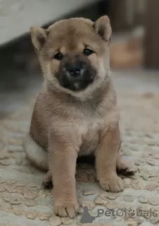 Photo №3. Puppies Shiba inu. Russian Federation