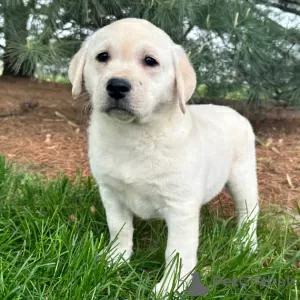 Photo №1. labrador retriever - for sale in the city of Rio de Janeiro | 200$ | Announcement № 45712