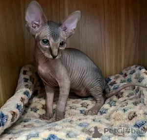 Photo №3. Sphynx kitten ready for adoption. France