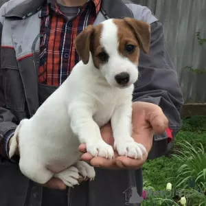 Photo №1. jack russell terrier - for sale in the city of Stavropol | 267$ | Announcement № 10132