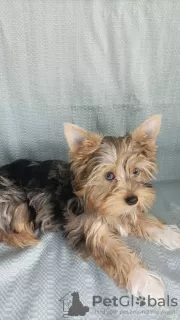 Additional photos: Yorkie with blue eyes