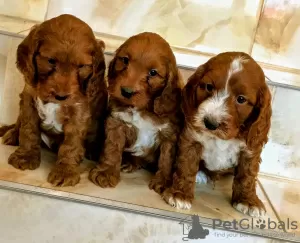 Photo №2 to announcement № 75799 for the sale of english cocker spaniel - buy in Lithuania private announcement, breeder