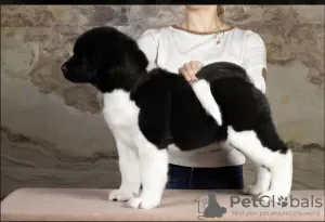 Photo №3. American Akita Puppies. Russian Federation