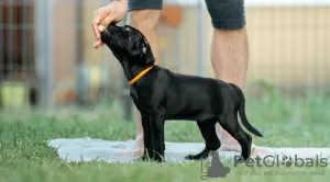 Photo №2 to announcement № 74564 for the sale of staffordshire bull terrier - buy in Russian Federation from nursery