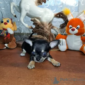 Photo №3. Chihuahua puppy. Russian Federation