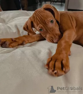 Additional photos: Puppies of the Hungarian Vizsla