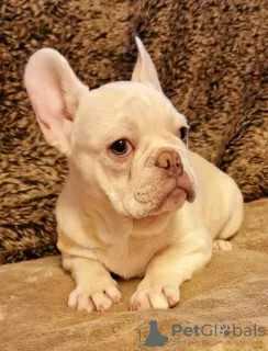 Photo №3. French bulldog. United States