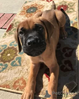 Photo №3. English Mastiff puppies. Switzerland