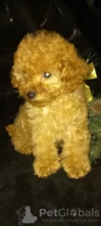 Photo №1. poodle (toy) - for sale in the city of Zaporizhia | 2132$ | Announcement № 8776