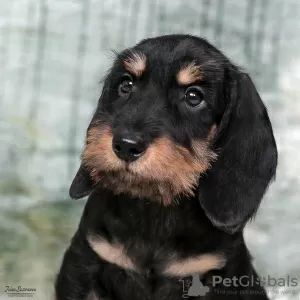 Photo №3. Wirehaired dachshund - dachshund puppies, kennel. Russian Federation