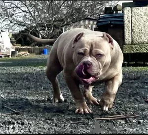 Photo №3. AMERICAN BULLY PUPPIES. Germany