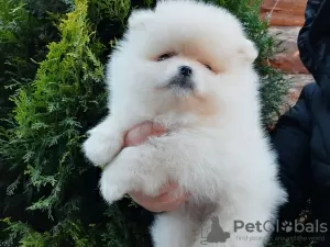 Photo №1. pomeranian - for sale in the city of Bremen | 380$ | Announcement № 128319