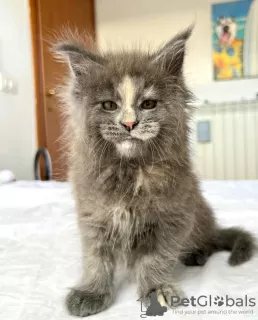 Photo №1. maine coon - for sale in the city of Berlin | 317$ | Announcement № 103716