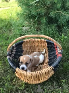 Additional photos: Jack Russell Terrier puppies for sale