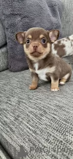 Additional photos: chihuahua KC Registered