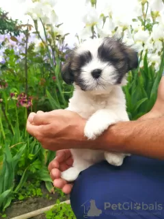 Photo №1. lhasa apso - for sale in the city of Угледар | 364$ | Announcement № 10641