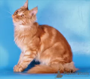 Photo №4. I will sell maine coon in the city of Москва. private announcement, from nursery, breeder - price - 317$