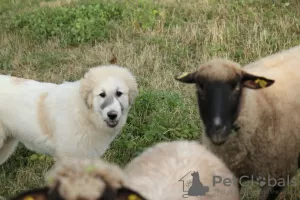 Additional photos: Pyrenean mountain dog puppies