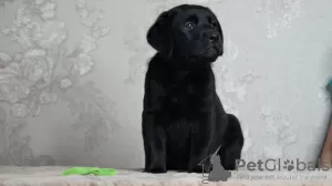 Photo №1. labrador retriever - for sale in the city of Volgograd | 651$ | Announcement № 106970