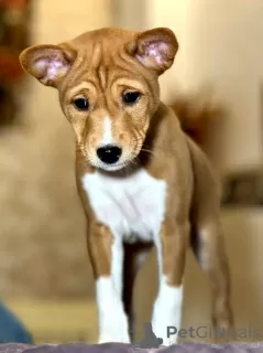 Additional photos: Basenji puppies. African non-barking dog.