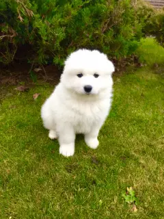 Photo №3. Samoyed husky puppy. Belarus