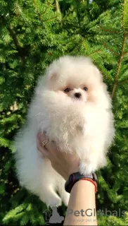 Photo №4. I will sell pomeranian in the city of Minsk. breeder - price - 350$