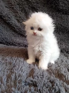 Photo №3. Snow-white cat with multi-colored eyes. Russian Federation