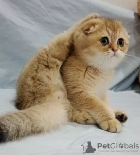 Photo №1. scottish fold - for sale in the city of Kishinev | negotiated | Announcement № 127496