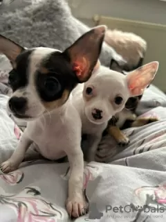 Photo №2 to announcement № 130313 for the sale of chihuahua - buy in Germany private announcement