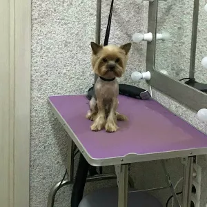 Photo №2. Service of the groomer in Russian Federation. Price - 16$. Announcement № 5428