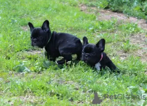 Photo №2 to announcement № 55806 for the sale of french bulldog - buy in Russian Federation from nursery